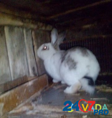Кролики, пишите торг Ispravnaya - photo 3