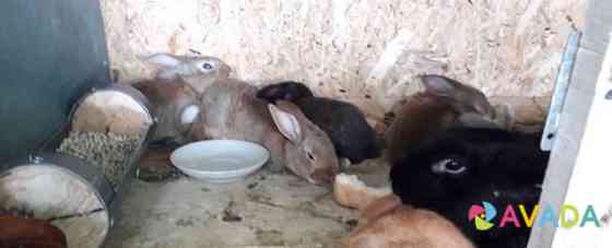 Кролики и крольчата Feodosiya