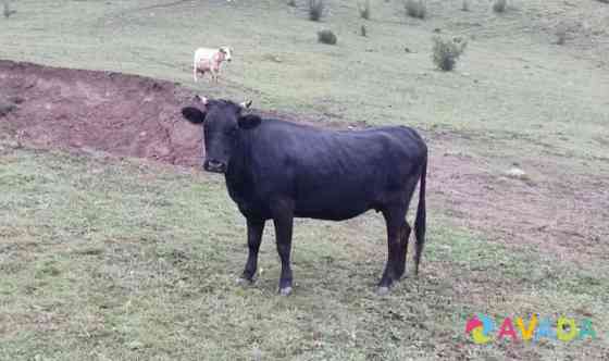Коровы и телки Urus-Martan