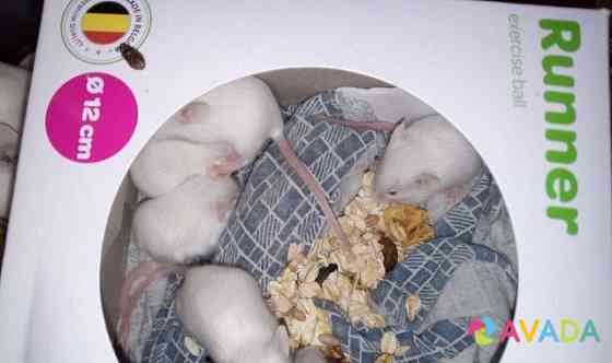 Мыши домашние (белые) Bratsk