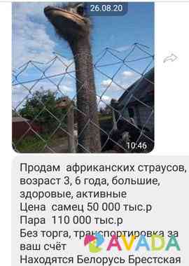 Продам страусы Nesterov