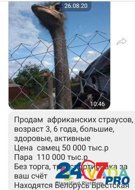 Продам страусы Nesterov - photo 1