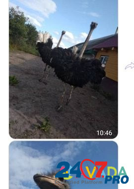 Продам страусы Нестеров - изображение 2