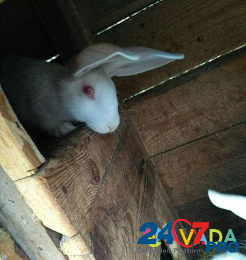 Кролик Ordynskoye - photo 6