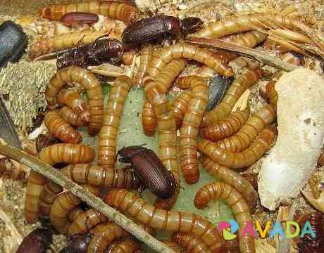 Живой мучной червь(хрущак, мучник) Novosibirsk