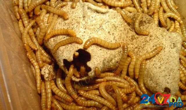 Живой мучной червь(хрущак, мучник) Novosibirsk - photo 1