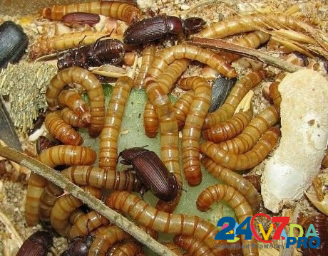 Живой мучной червь(хрущак, мучник) Новосибирск - изображение 2