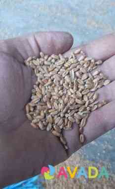 Зерно(Пшеница) Ряжск