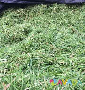 Свежая газонная трава Покос каждые 1-2 недели Смоленск
