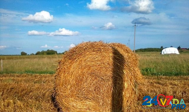 Солома пшеничная Карачев - изображение 2