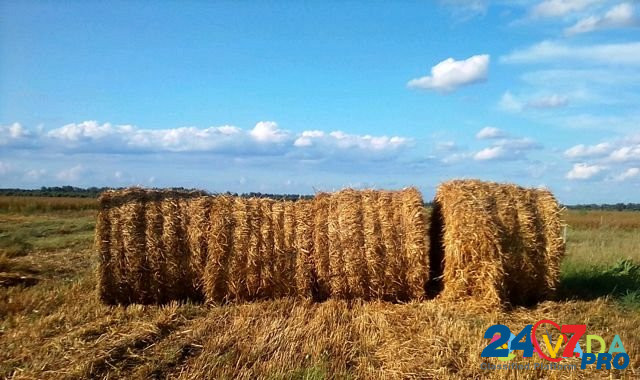 Солома пшеничная Карачев - изображение 1