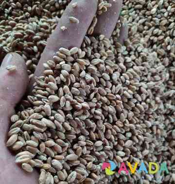 Зерно:пшеница.ячмень Bogoroditsk