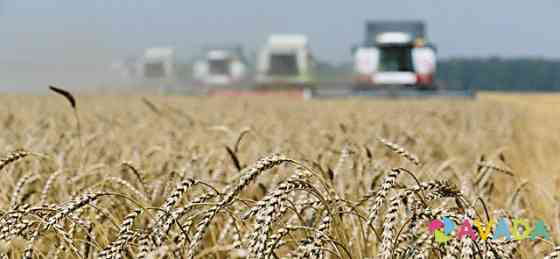 Зерно:пшеница.ячмень Bogoroditsk