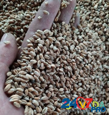 Зерно:пшеница.ячмень Богородицк - изображение 2