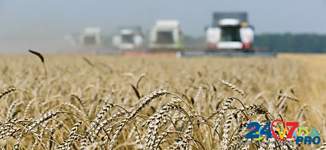 Зерно:пшеница.ячмень Богородицк - изображение 1