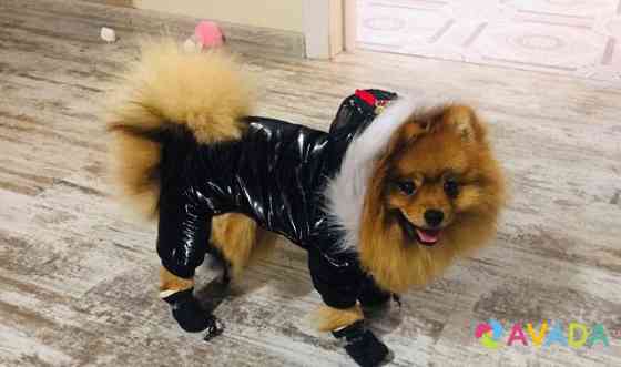 Зимняя одежда для собак Tyumen'