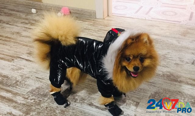 Зимняя одежда для собак Тюмень - изображение 3