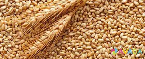 Продам зерно (пшеница) Mordovo