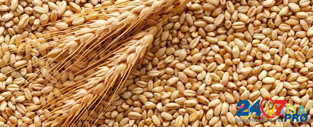 Продам зерно (пшеница) Mordovo - photo 1