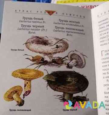 Книги о природе для младшей школы Nyuksenitsa