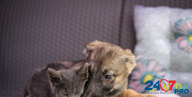 Нежная щенок Мила ищет дом, 4 мес Domodedovo - photo 5