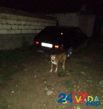 Собака Pregradnaya - photo 5
