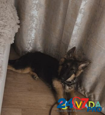 Собака, немецкая овчарка Нижневартовск - изображение 1