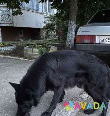 Найдена собака Ново-Талицы