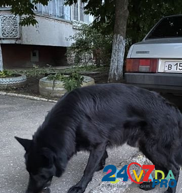 Найдена собака Novo-Talitsy - photo 2