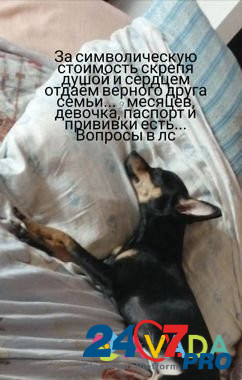 Собака Omsk - photo 1