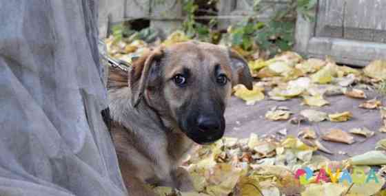 Собака Зотти ищет дом Korenovsk