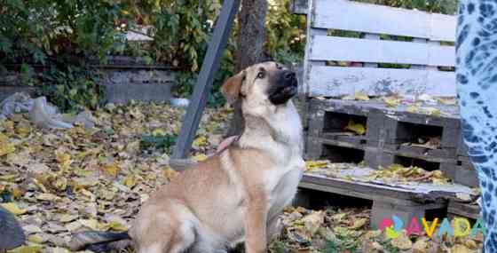 Собака Зотти ищет дом Korenovsk