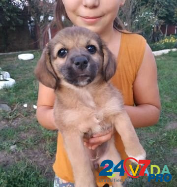 Собака Vasyurinskaya - photo 1