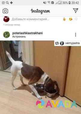 Собака Астрахань