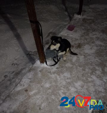 Собака Podgorodnyaya Pokrovka - photo 3