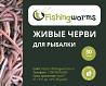 Живые черви для рыбалки Saratov