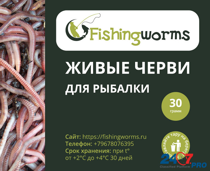 Живые черви для рыбалки Саратов - изображение 1