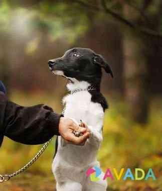 Черно-белая красавица щенок в добрые руки Odintsovo