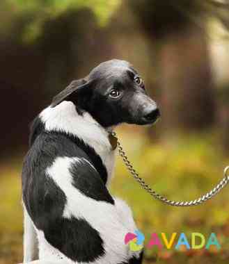 Черно-белая красавица щенок в добрые руки Одинцово