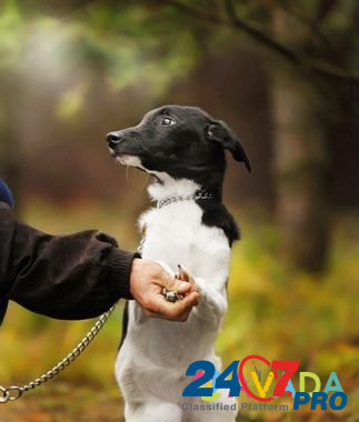 Черно-белая красавица щенок в добрые руки Одинцово - изображение 2