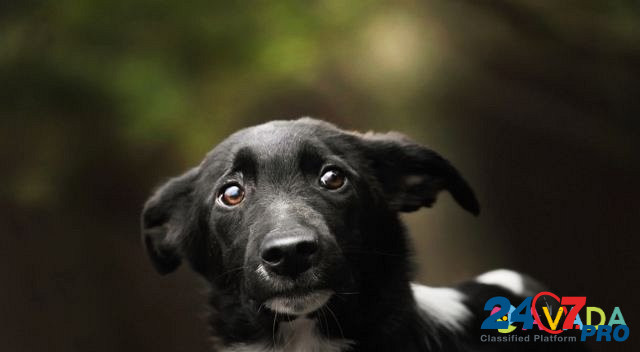 Черно-белая красавица щенок в добрые руки Одинцово - изображение 7