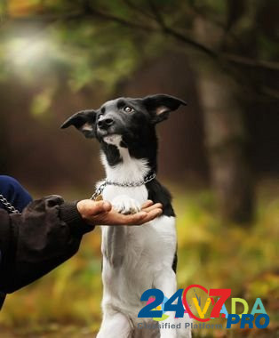 Черно-белая красавица щенок в добрые руки Одинцово - изображение 4
