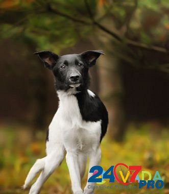 Черно-белая красавица щенок в добрые руки Odintsovo - photo 3