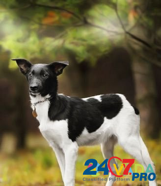 Черно-белая красавица щенок в добрые руки Одинцово - изображение 1