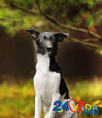Черно-белая красавица щенок в добрые руки Odintsovo - photo 6