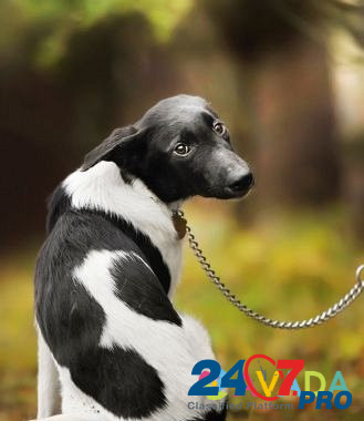 Черно-белая красавица щенок в добрые руки Одинцово - изображение 5