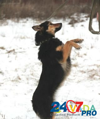 Собака Yur'yev-Pol'skiy - photo 3
