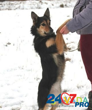 Собака Юрьев-Польский - изображение 4