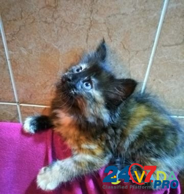 Кошка Yelets - photo 2