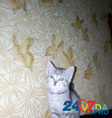Кошка Dimitrovgrad - photo 4